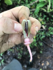Cavendishia grandifolia