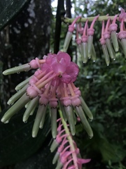 Cavendishia grandifolia