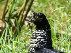 Horned Screamer photo 2