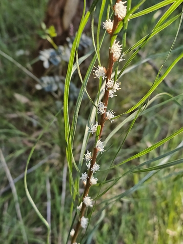 Image of Hakea ulicina by (c) ianrainbow, some rights reserved (CC BY)