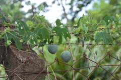 Passiflora tenuifila
