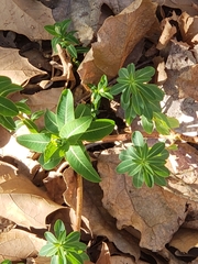 Euphorbia oblongata