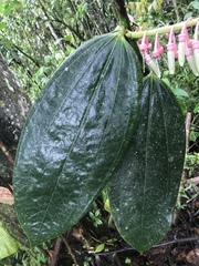 Cavendishia grandifolia