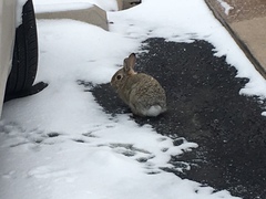 Sylvilagus nuttallii