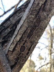 Fungi