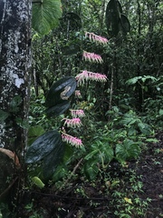 Cavendishia grandifolia