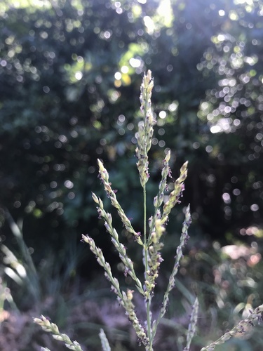 Image of Ciliate Hairy Arundinella (Arundinella hirta) by no rights reserved