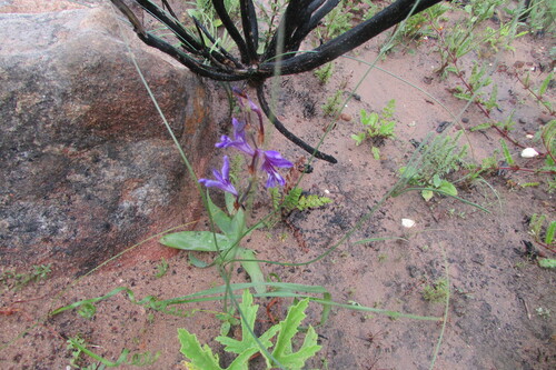 Sparaxis metelerkampiae