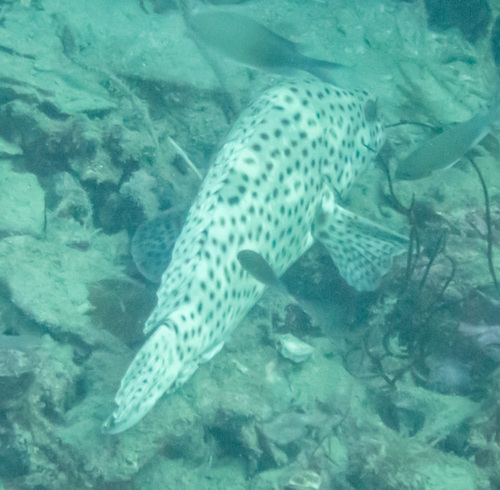 Black-dotted cod (Epinephelus corallicola) — Serranidae — 5