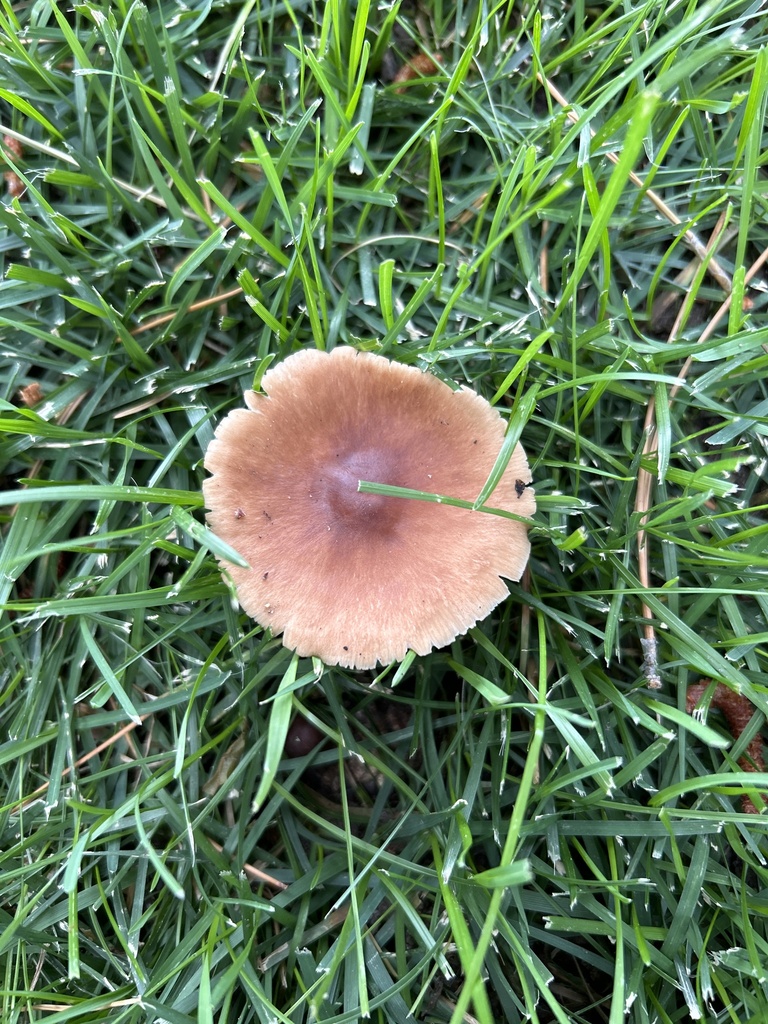 Common Gilled Mushrooms and Allies from Sky Valley Dr, Reno, NV, US on August 21, 2023 at 0104