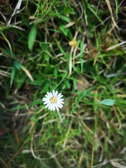 Noticastrum marginatum