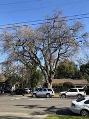 Quercus lobata