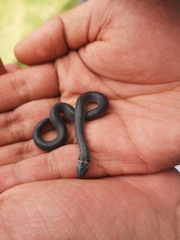 Atractus crassicaudatus