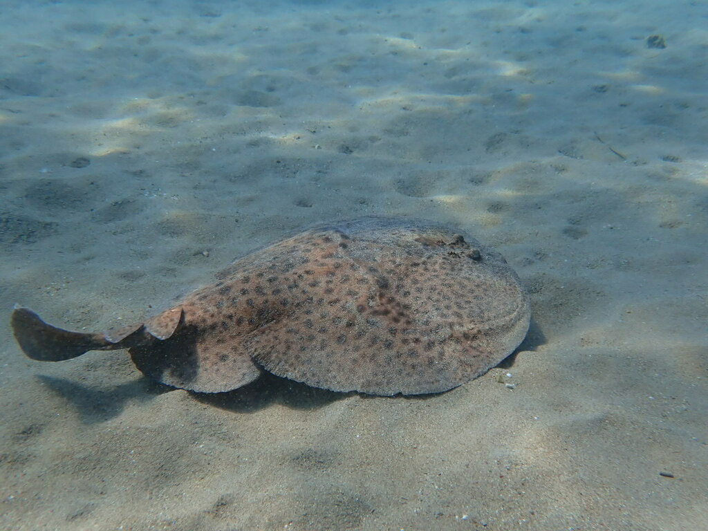 Marbled electric ray on a sandy bottom, tail and dorsal fins visible