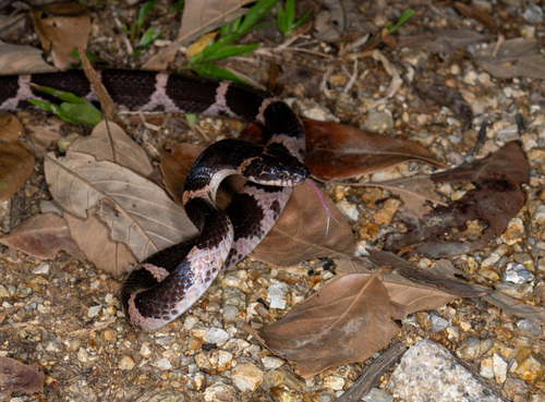 Photo of a Rose Big-tooth Snake (Lycodon rosozonatus)