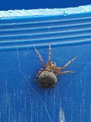 Araneus granadensis
