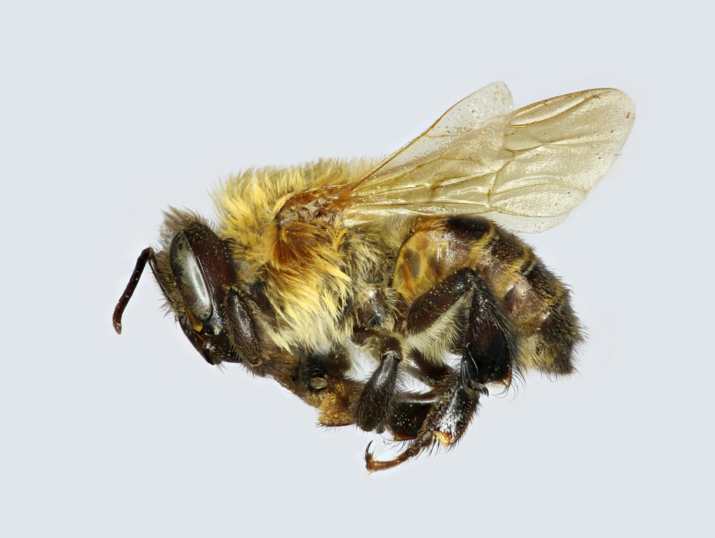 Melipona colimana