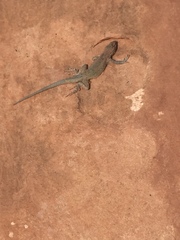 Uta stansburiana uniformis