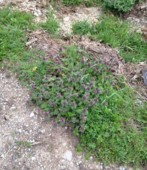 Lamium purpureum purpureum