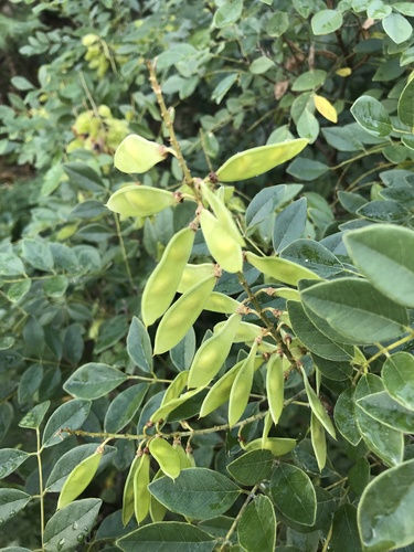Maackia tashiroi iNat (3)