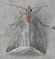 Capis curvata