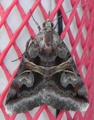 Drasteria grandirena