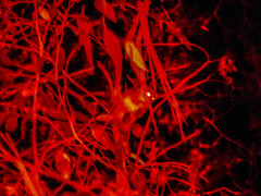 Pseudocheirus peregrinus