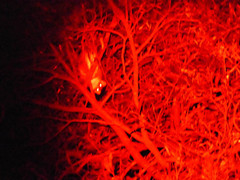 Pseudocheirus peregrinus