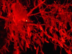 Pseudocheirus peregrinus