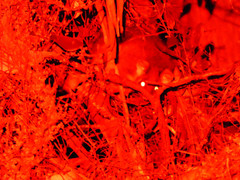 Pseudocheirus peregrinus