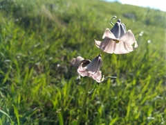 Fritillaria striata