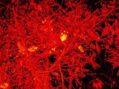 Pseudocheirus peregrinus