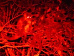 Pseudocheirus peregrinus