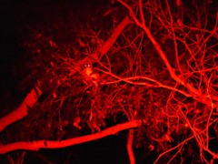 Pseudocheirus peregrinus