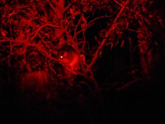 Pseudocheirus peregrinus