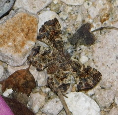Calydna sturnula