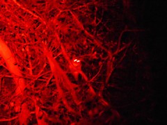 Pseudocheirus peregrinus