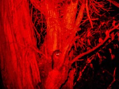 Pseudocheirus peregrinus