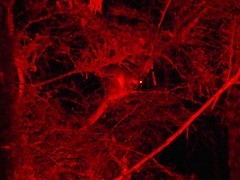 Pseudocheirus peregrinus