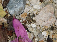 Calydna sturnula