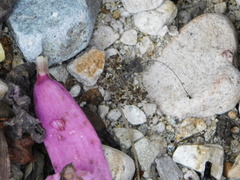 Calydna sturnula