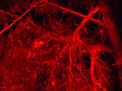 Pseudocheirus peregrinus