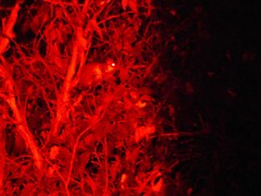 Pseudocheirus peregrinus