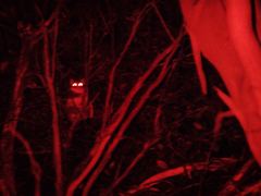 Pseudocheirus peregrinus