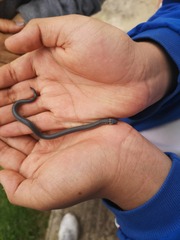 Atractus crassicaudatus