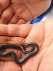 Atractus crassicaudatus