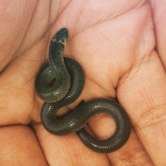 Atractus crassicaudatus