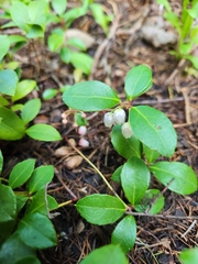 Gaultheria procumbens image