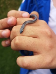 Atractus crassicaudatus