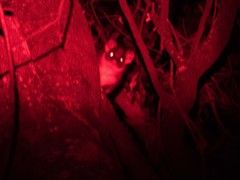 Pseudocheirus peregrinus